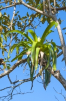 Bromelia sp., Tárcoles