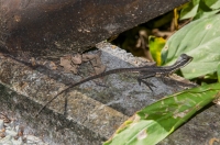 Common basilisk (Basiliscus basiliscus), NP Carara