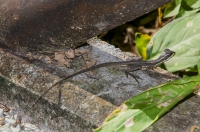 Basiliscus basiliscus, NP Carara