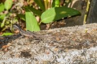 Basiliscus basiliscus, NP Carara