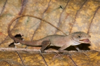 Anolis polylepis, NP Carara