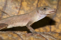 Anolis polylepis, NP Carara