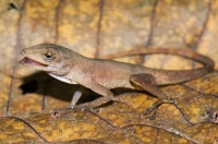 Anolis polylepis, NP Carara