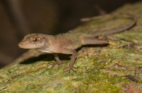 Anolis polylepis, NP Carara