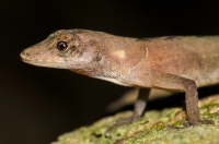 Anolis polylepis, NP Carara