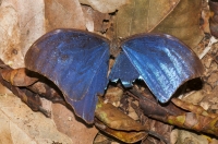 Morpho butterfly, NP Carara