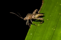 Heteroptera, NP Carara