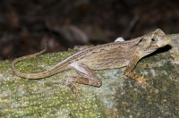 Anolis sp., NP Carara