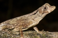 Anolis sp., NP Carara