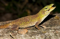 Anolis biporcatus, NP Carara