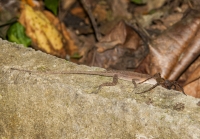 Anolis cf. cupreus lovící pavouka, NP Carara
