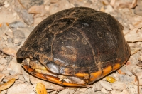 Scorpion mud turtle (Kinosternon scorpinoides), Tárcoles