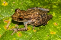 Scinax elaeochroa, Tárcoles