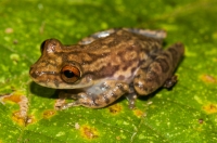 Scinax elaeochroa, Tárcoles