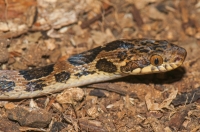 Northern cat-eyed snake (Leptodeira annulata), Tárcoles