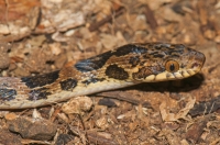 Northern cat-eyed snake (Leptodeira annulata), Tárcoles