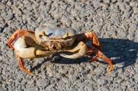 Crab, Tárcoles