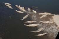 American crocodile (Crocodylus acutus), Tárcoles