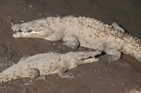 Crocodylus acutus, Tárcoles