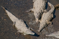 Crocodylus acutus, Tárcoles