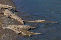 Crocodylus acutus, Tárcoles