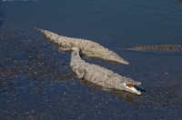 Crocodylus acutus, Tárcoles