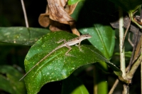 Anolis cupreus, NP Carara