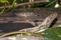 Ctenosaura similis, NP Carara