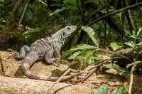 Ctenosaura similis, NP Carara