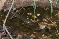 Caiman crocodilus, NP Carara