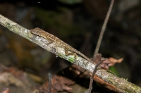 Anolis cf. limifrons, NP Carara