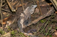 Ctenosaura similis, NP Carara