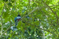 Trogon massena, NP Tarcoles