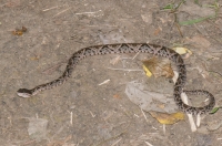 Bothrops asper, NP Carara