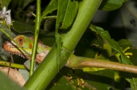 Green iguana (Iguana iguana), Tarcoles