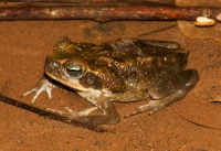 Rhinella marina, Tarcoles