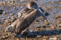 Pelecanus occidentalis, Tarcoles