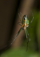 Spider, Santa Elena