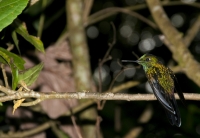 Heliodoxa jacula, Monteverde