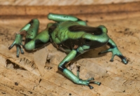 Dendrobates auratus, Cahuita