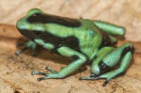 Dendrobates auratus, Cahuita