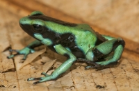 Dendrobates auratus, Cahuita