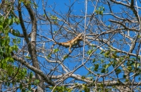 Iguana iguana, Cahuita