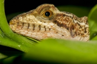 Basiliscus vittatus, Cahuita