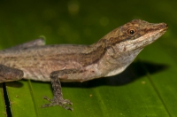 Anolis limifrons, RNG-Manzanillo