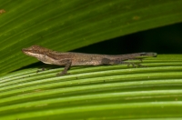 Anolis limifrons, RNG-Manzanillo