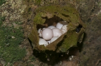 Communal egg laying by Gonatodes albogularis, RNG-Manzanillo