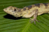 Anolis sp., RNG-Manzanillo