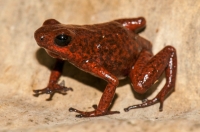 Strawberry poison frog (Oophaga pumilio), RNG-Manzanillo