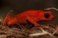 Oophaga pumilio, RNG-Manzanillo